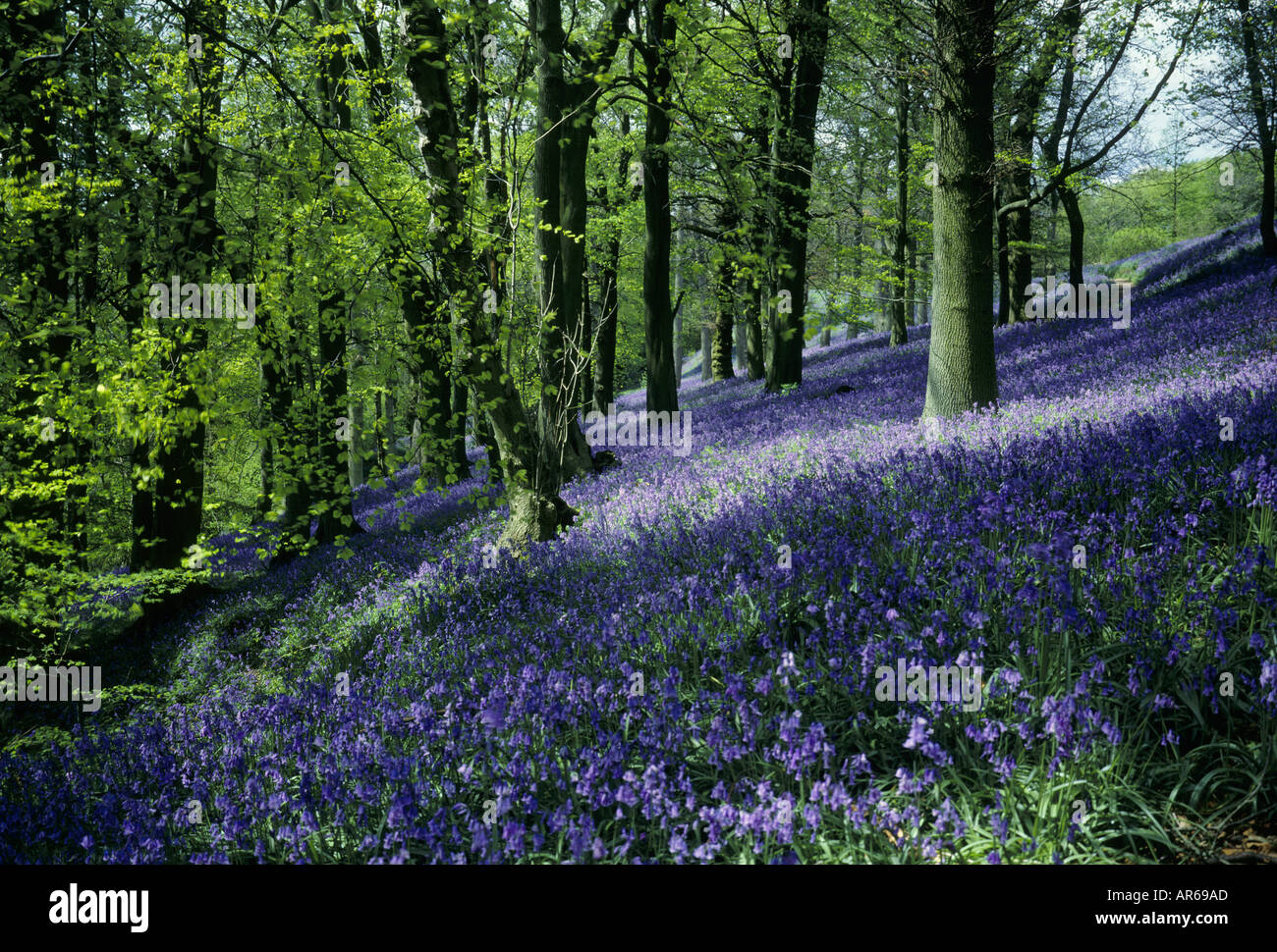 Giardino Emmetts Kent Foto Stock