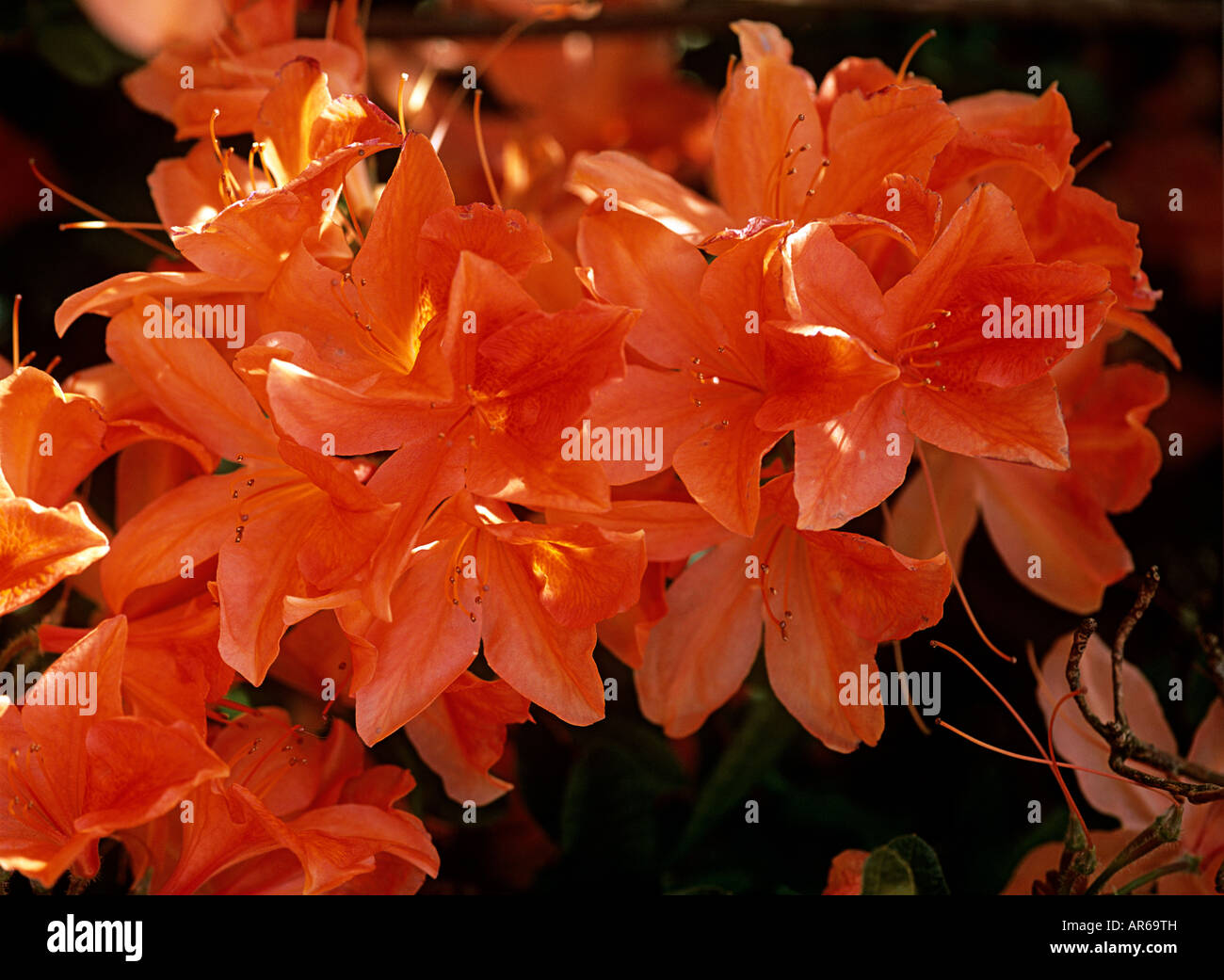 Arancio fiori di azalea Foto Stock