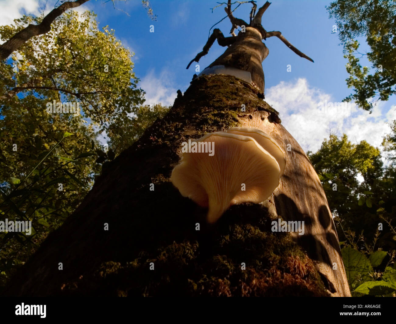 Vista verso l'alto di funghi Oyster cresce su soaring albero morto in compensazione in Pennsylvania dell'est forest Foto Stock