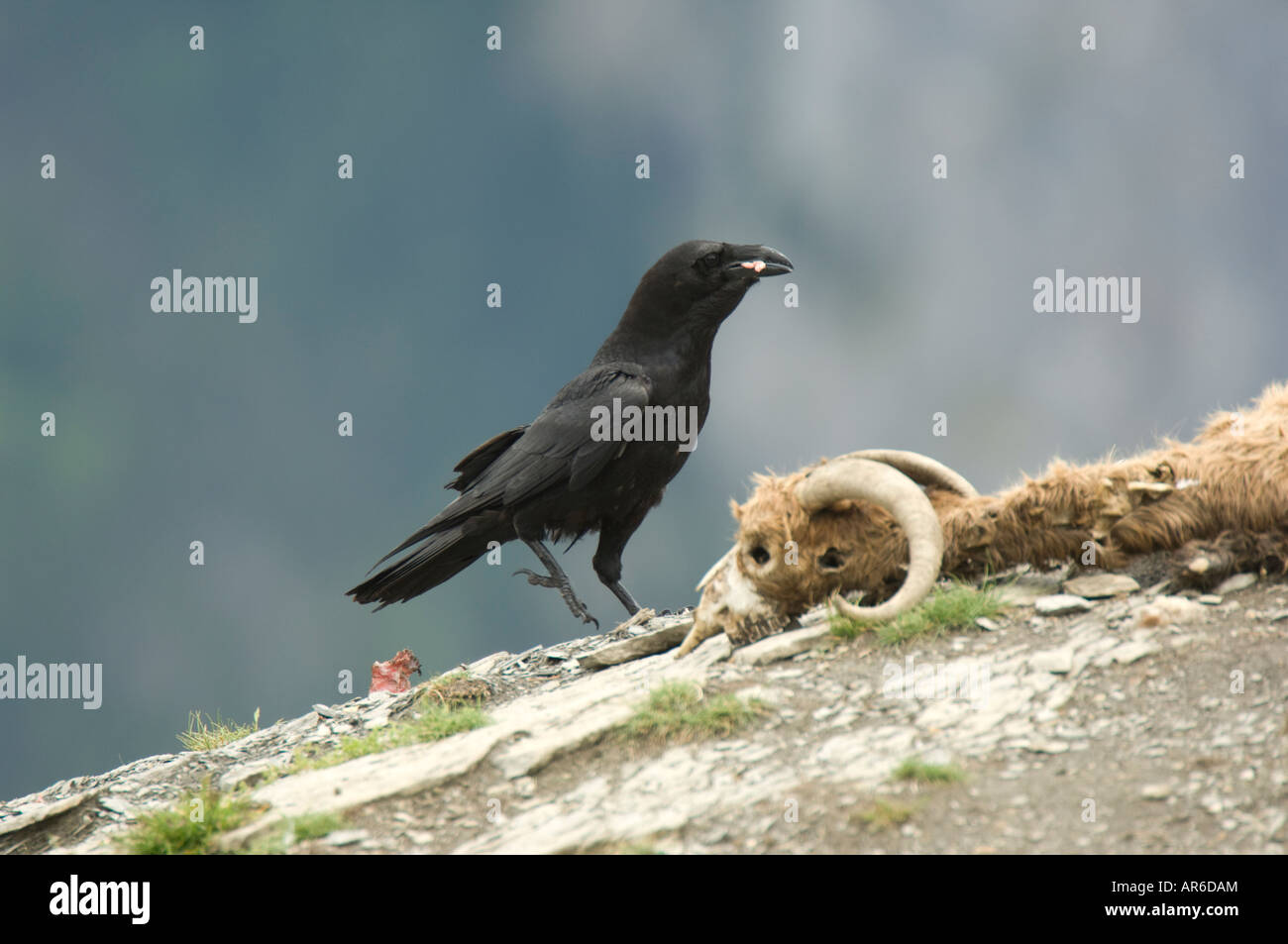 Corvo Imperiale (Corvus corax) lo sbarco oltre una pecora morta carcassa, Ordesa National Park, Spagna Foto Stock