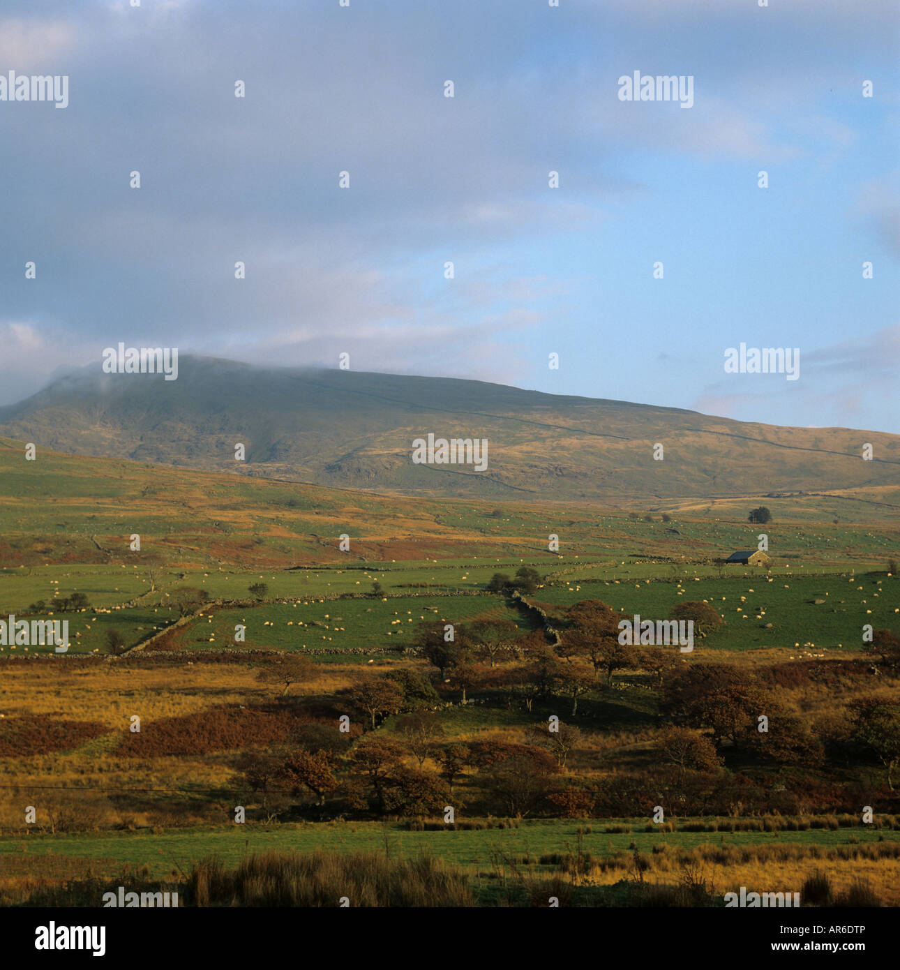 Luce della Sera nel tardo autunno oltre la collina dei pascoli ovini in Galles Snowdonia Foto Stock