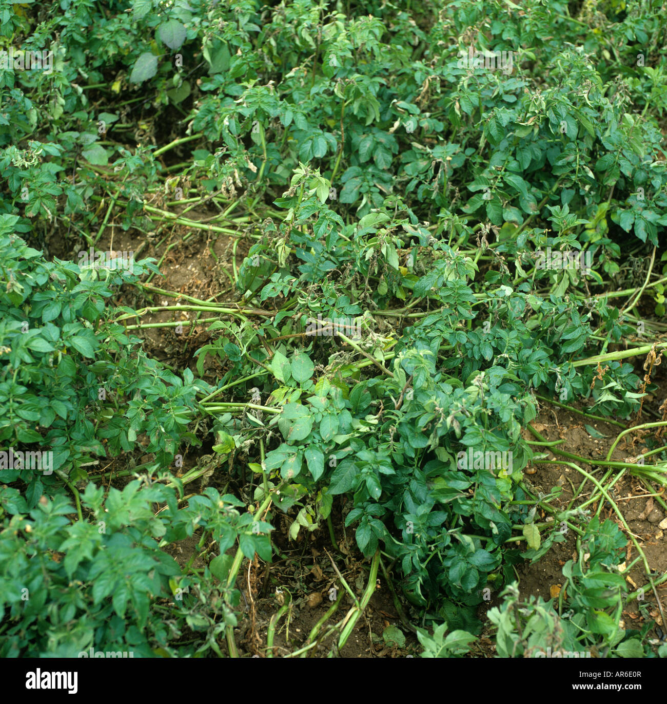 Potato late blight Phytophthora infestans infezione concentrarsi nel raccolto di patate Foto Stock