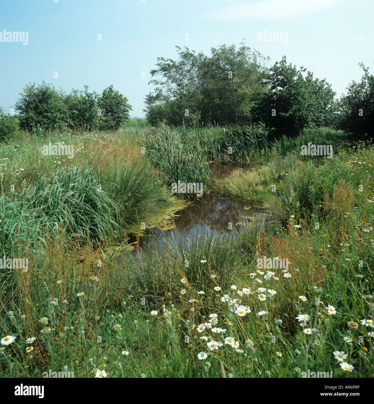 Creato artificialmente farm stagno con vegetazione di fioritura habitat per la flora e la fauna Cambridgeshire Foto Stock