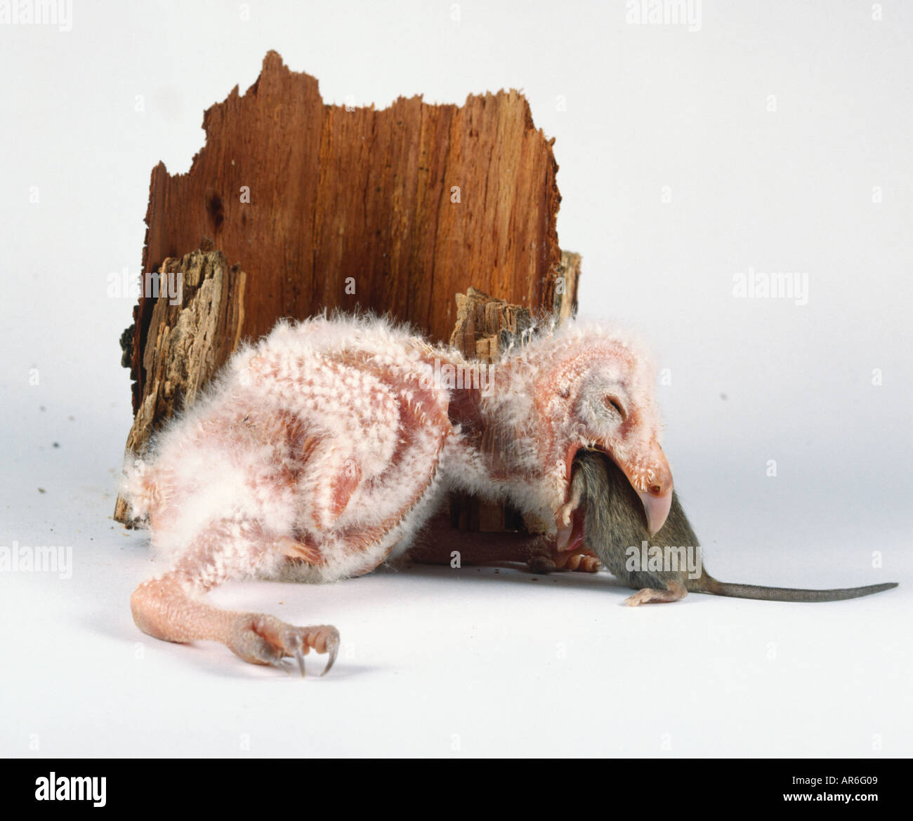 14 giorno vecchio barbagianni pulcino con un mouse nella sua bocca Foto Stock
