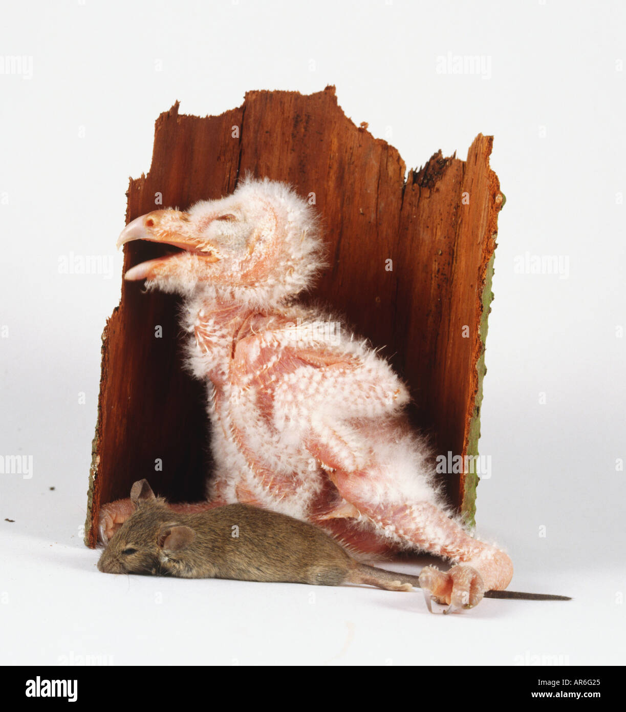 Barbagianni chick sorge su un punto morto e prostrato mouse Foto Stock