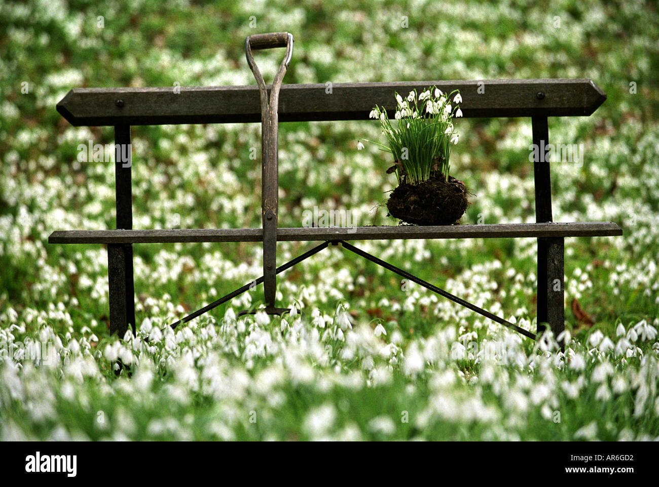 Inizio SNOWDROPS A PAINSWICK Rococo Gardens vicino a Stroud GLOUCESTERSHIRE REGNO UNITO Foto Stock