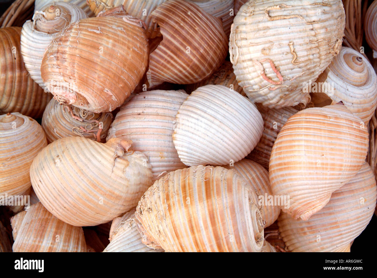 Guscio naturale di calcio a spirale hard sale marino acqua dive raccogliere settimana mercato settimanale shop bazaar scambi di mercato vendere al dettaglio Foto Stock