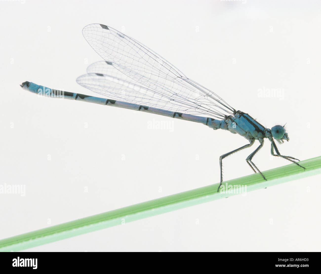 Damselfly blu sulla lama di erba, grandi ali trasparente dietro, lunga coda blu, Foto Stock