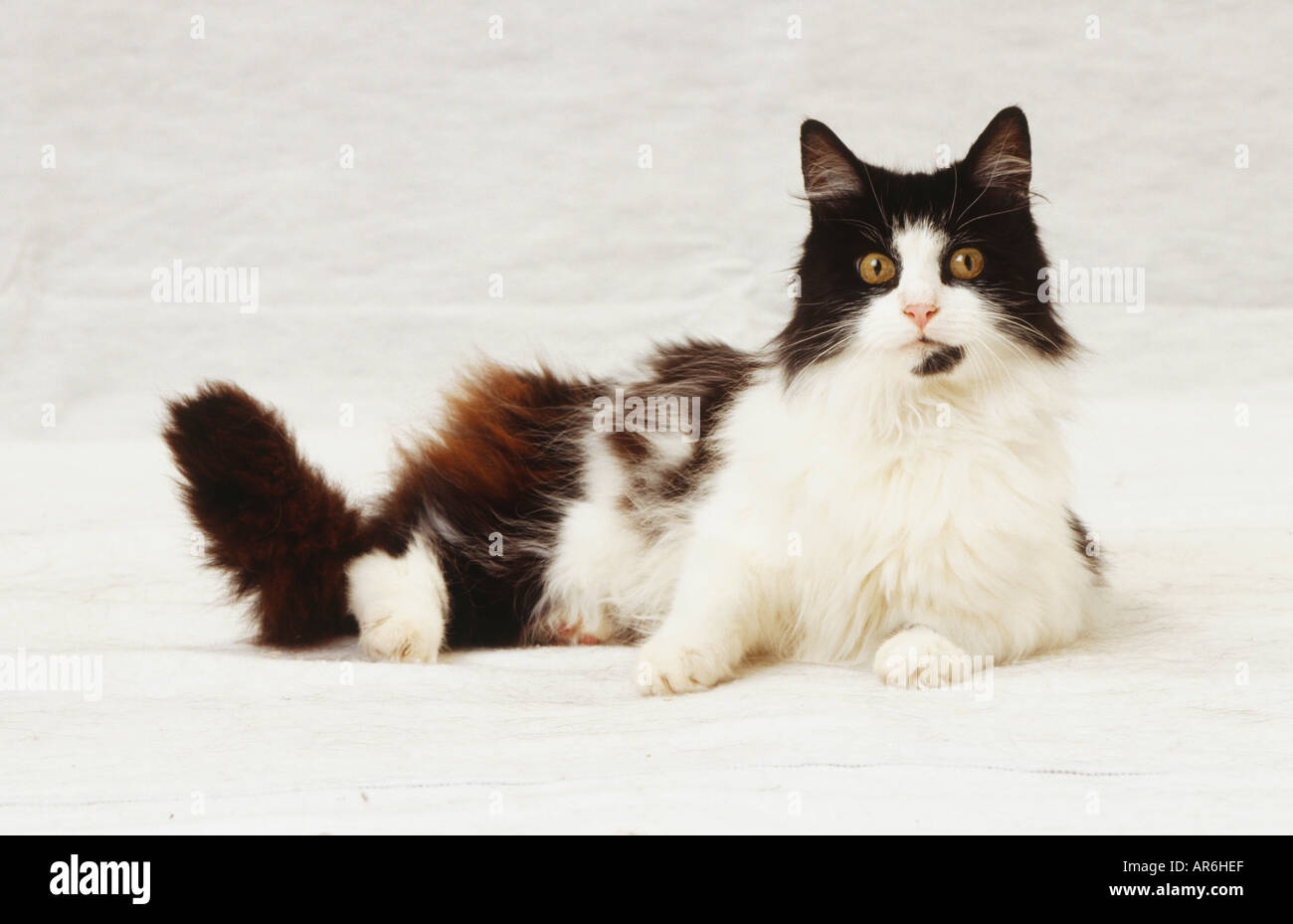 Con i capelli lunghi in bianco e nero Gatto sdraiato sul lato, espressione di avviso, luminosi occhi color ambra Foto Stock