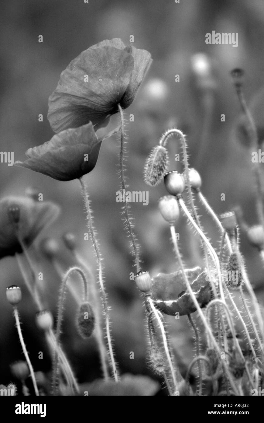 Papavero comune Papaver rhoeas Foto Stock