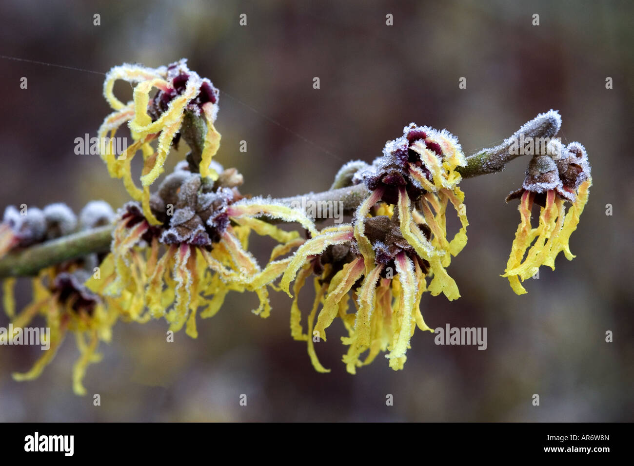 Hamamelis Intermedia coperto di gelo invernale Foto Stock