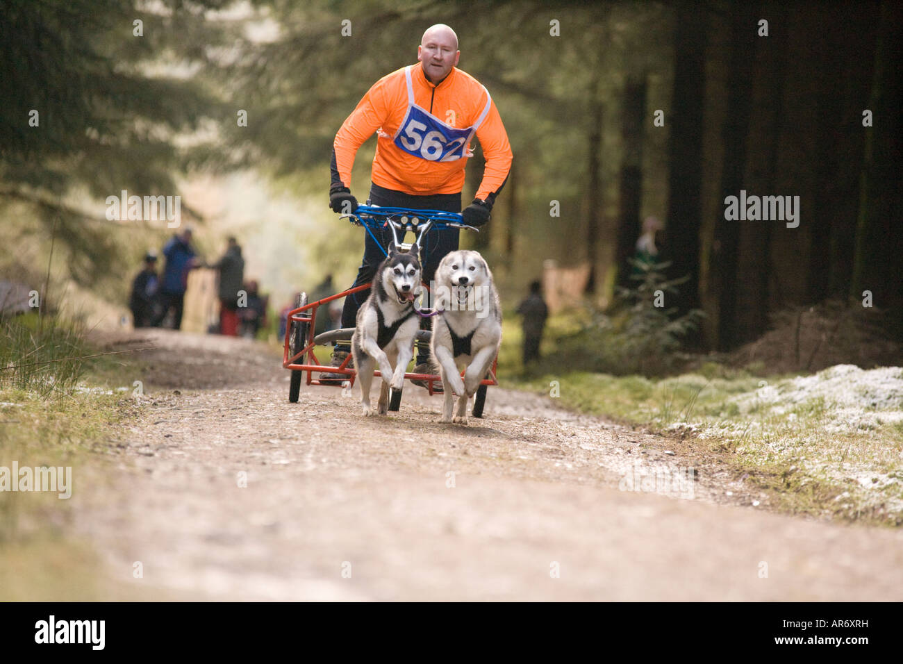 Dog Sport Scozia Husky Huskies Sled Dog racing in Ae Forest Dumfries and Galloway REGNO UNITO Foto Stock