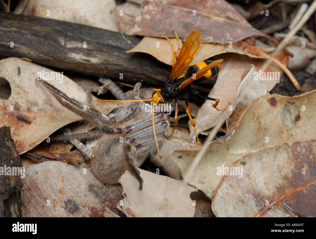 Un gigante wasp battaglie a huntsman spider Foto Stock