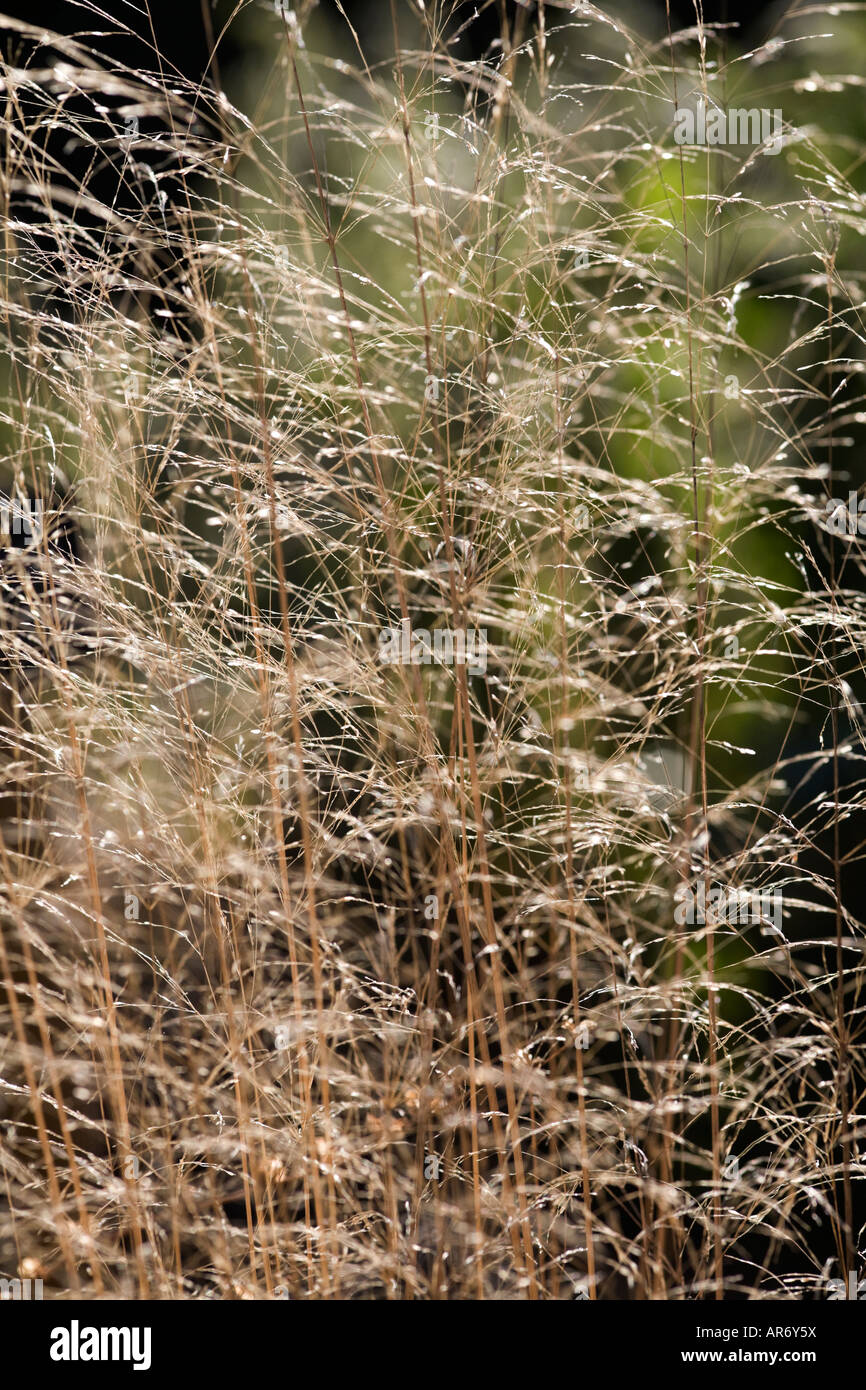 Graminacee ornamentali fornendo interesse giardino in inverno Foto Stock
