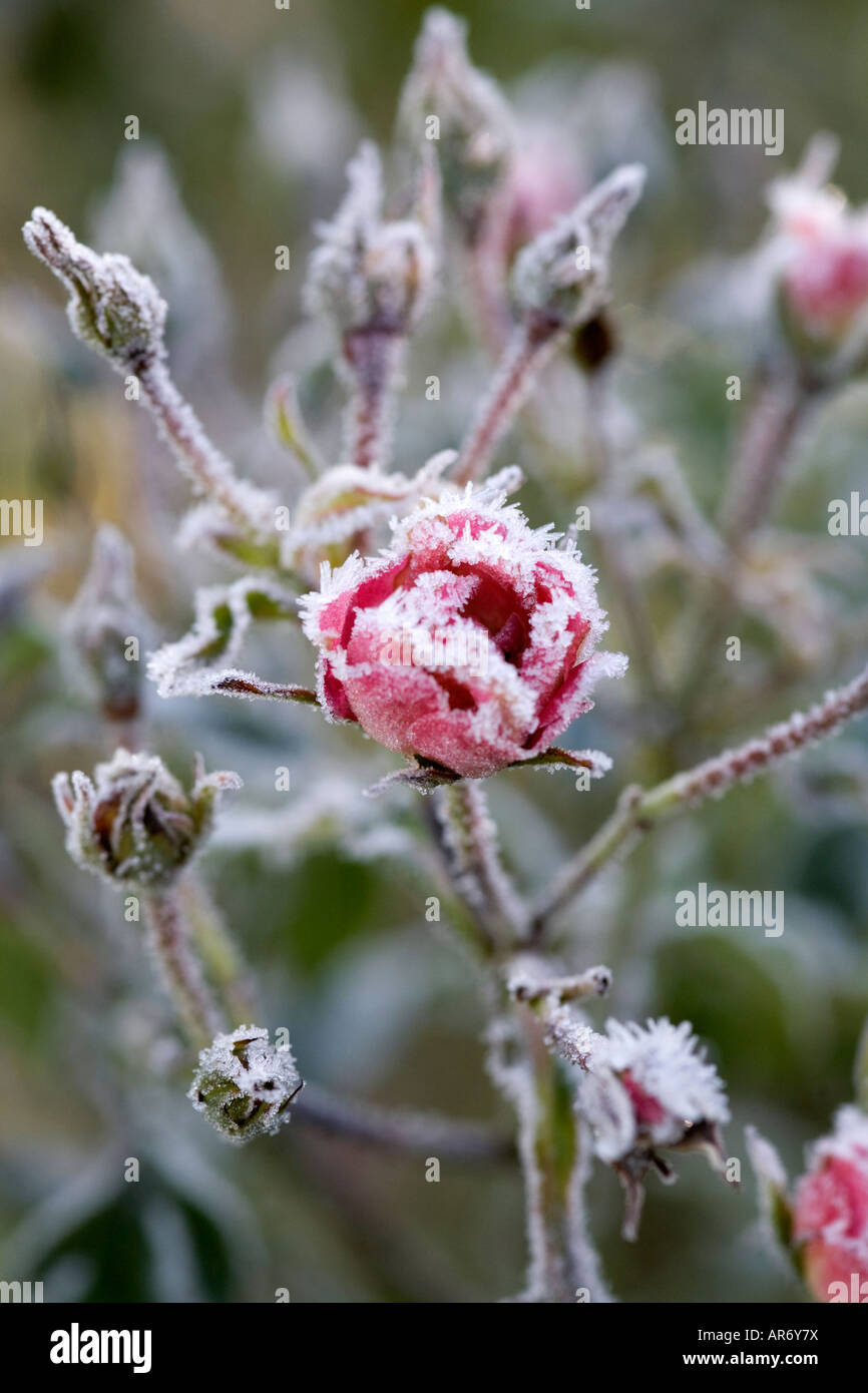 Un disperso bloom su una rosa rampicante coperto di gelo invernale Foto Stock