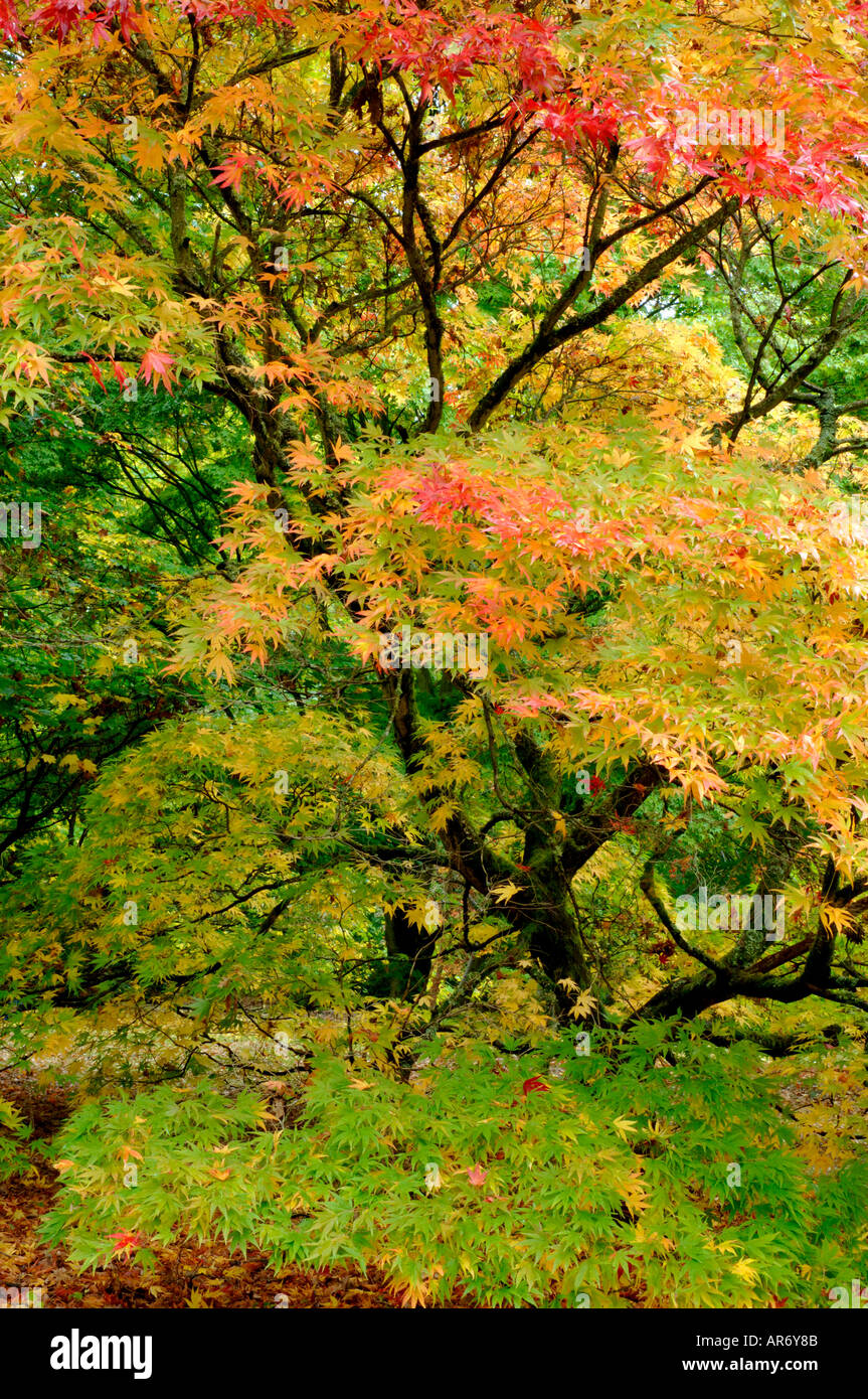 Verde Giallo Rosso cambiando i colori autunnali di Liscia di acero giapponese Acer palmatum Foto Stock