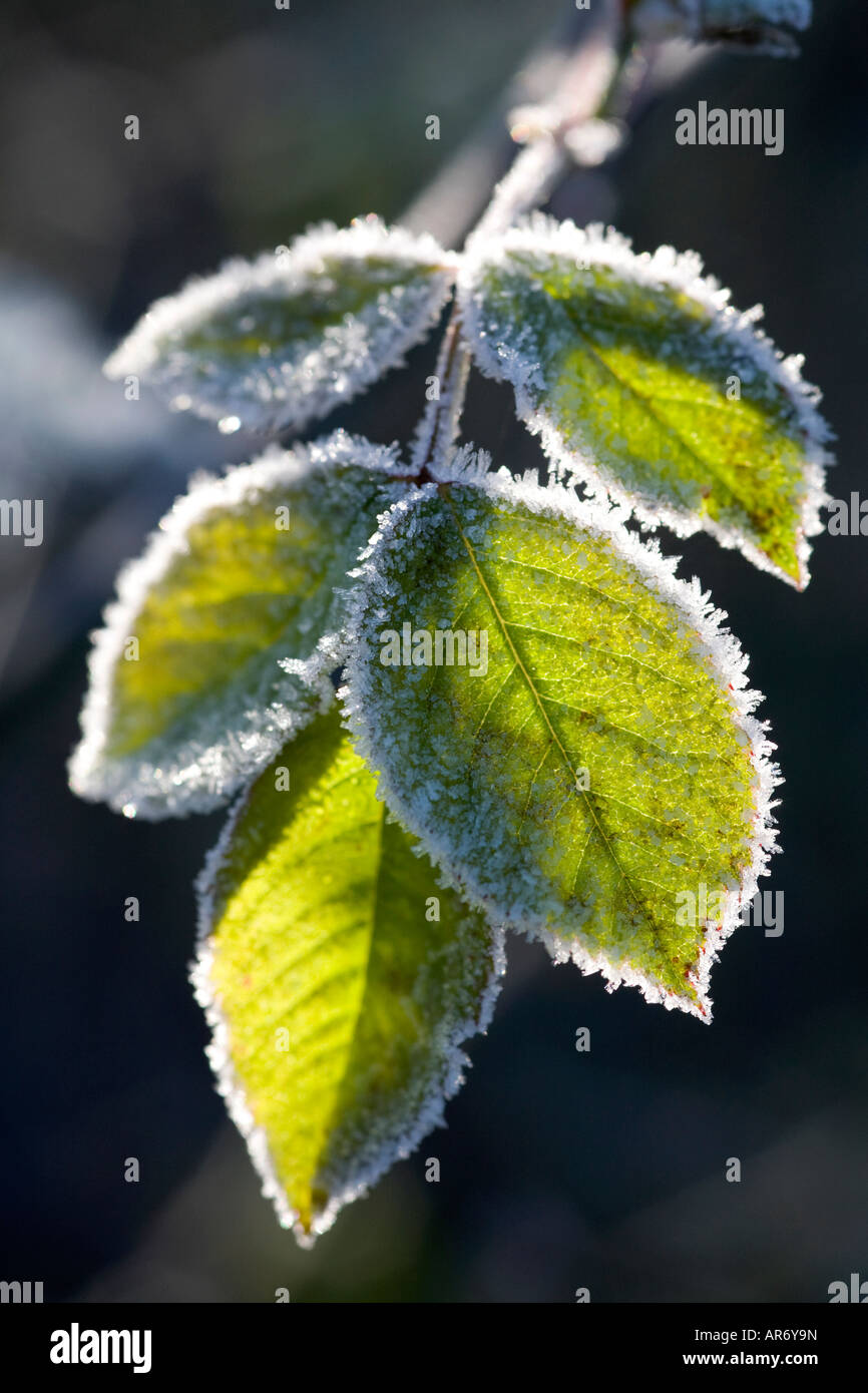 Foglie di Rose delineata nel gelo in un giardino di inverno Foto Stock