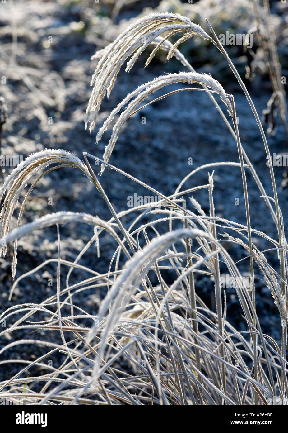 Seedheads erba in inverno Foto Stock