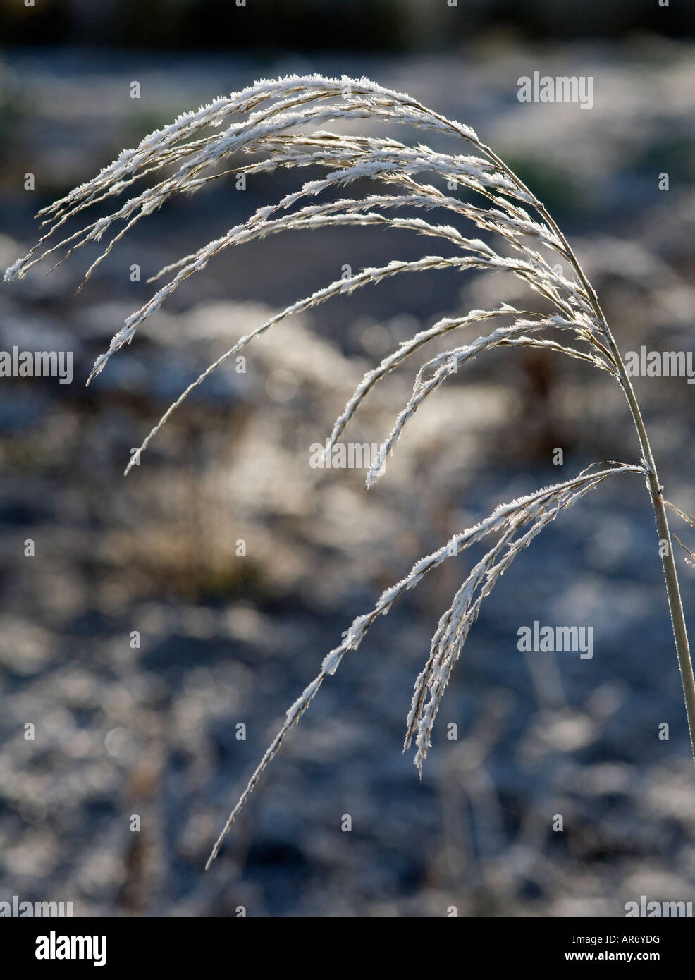Seedheads erba in inverno Foto Stock