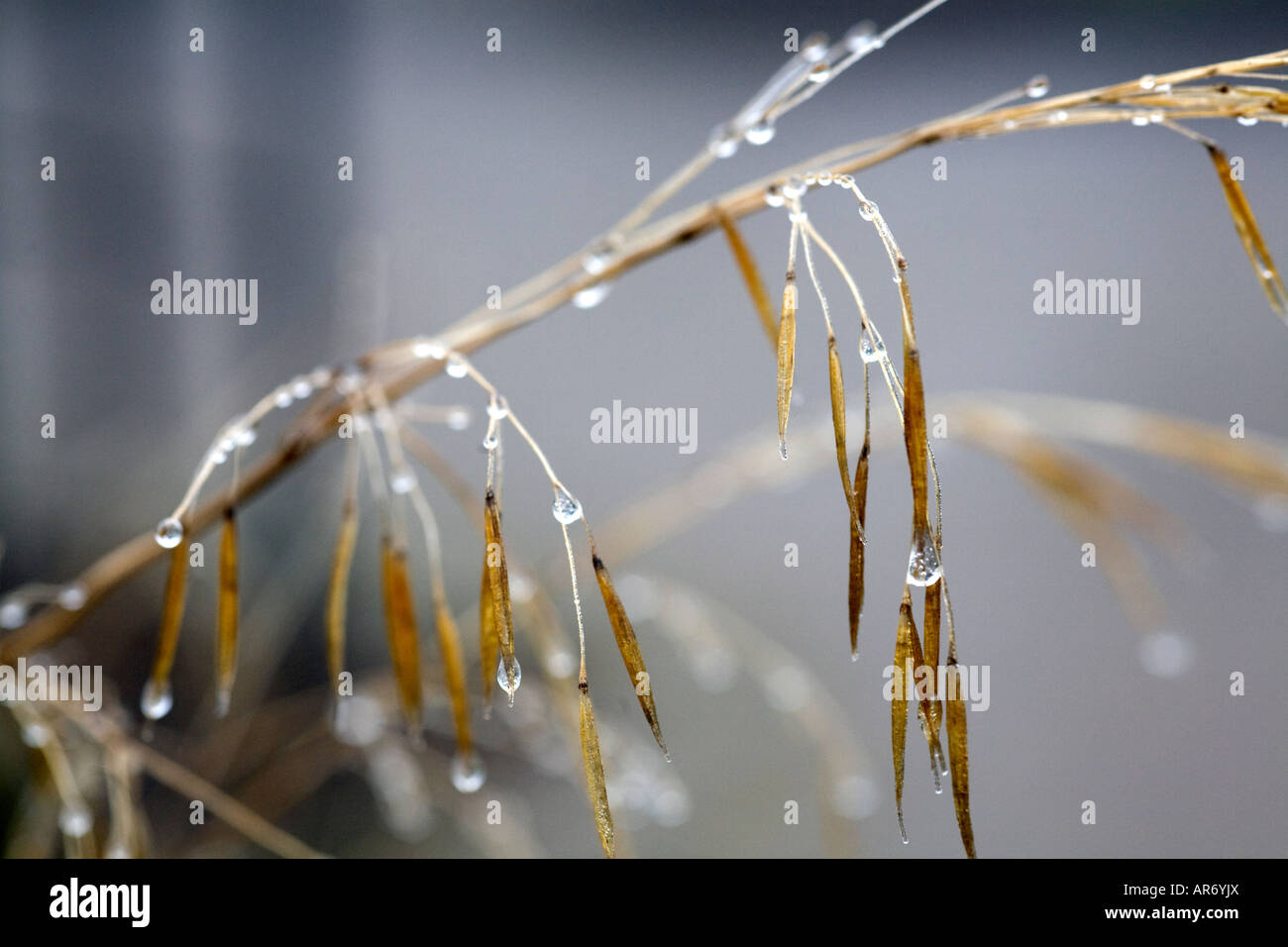 Seedheads erba in inverno Foto Stock
