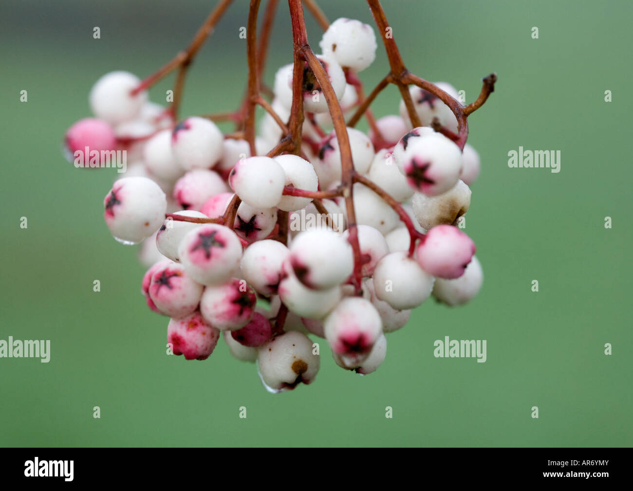 Le bacche di rosa di Sorbus Hupehensis in inverno Foto Stock