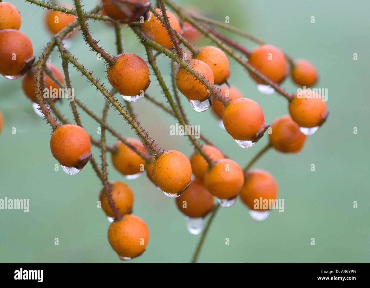 Cinorrodi coperti in frozen gocce di rugiada in inverno Foto Stock