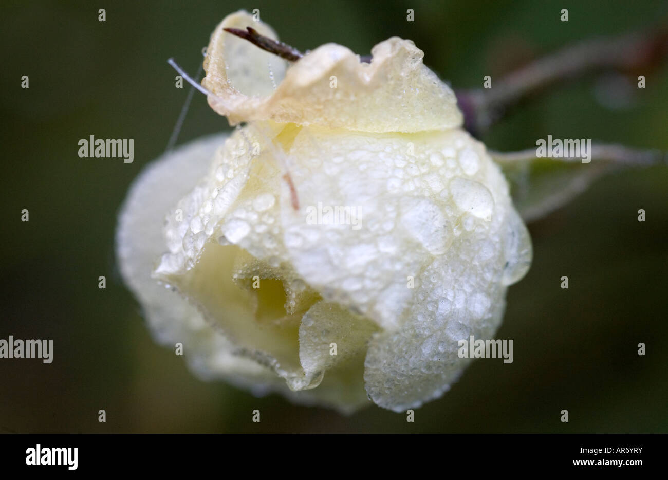 Un parassita fioritura di rose in inverno coperto con congelate le goccioline di acqua Foto Stock
