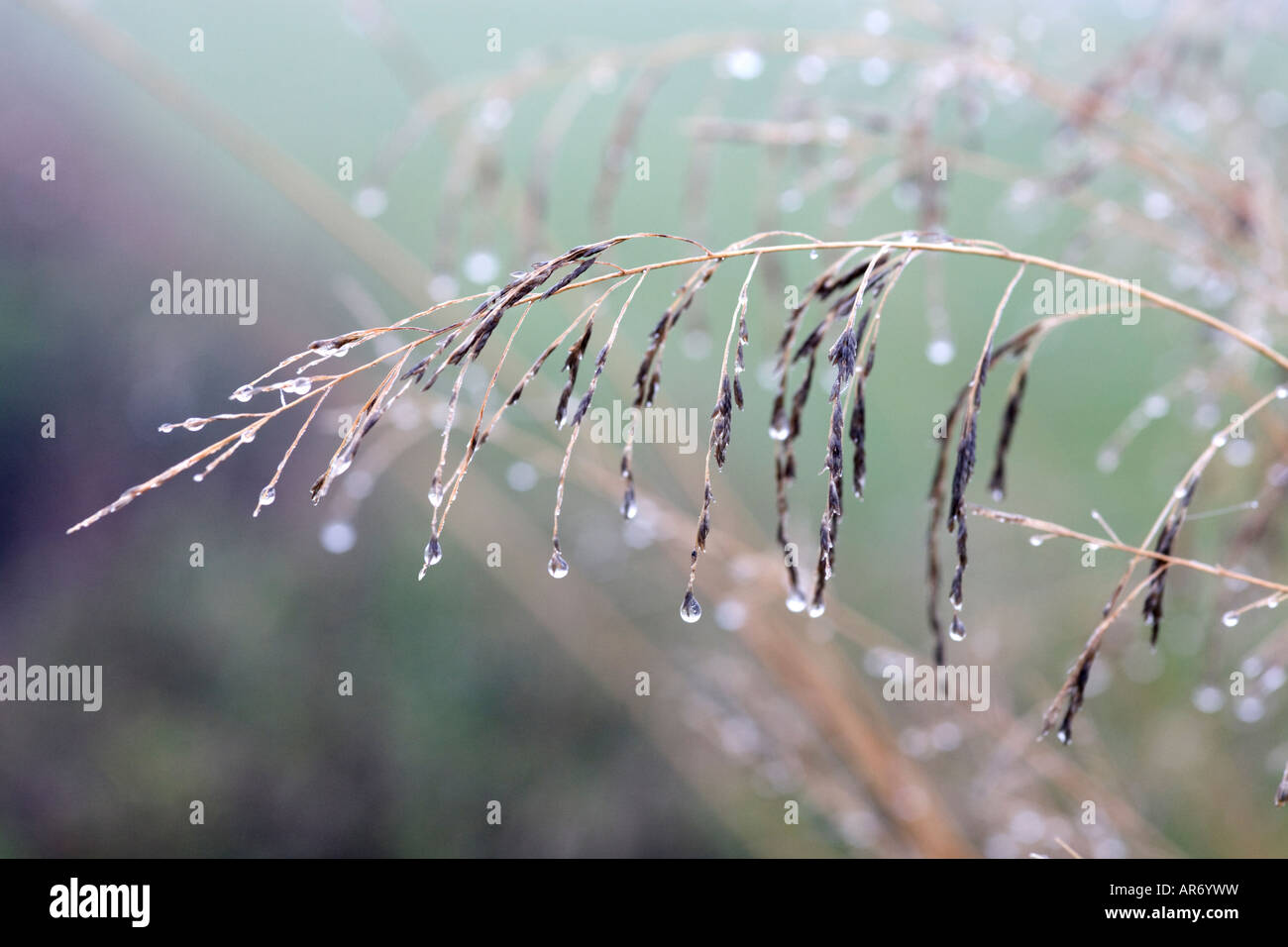 Seedheads erba in inverno Foto Stock