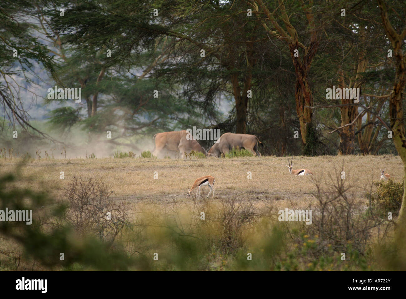 Combattimenti Elands maschio Hell s Gate NP Kenya Foto Stock