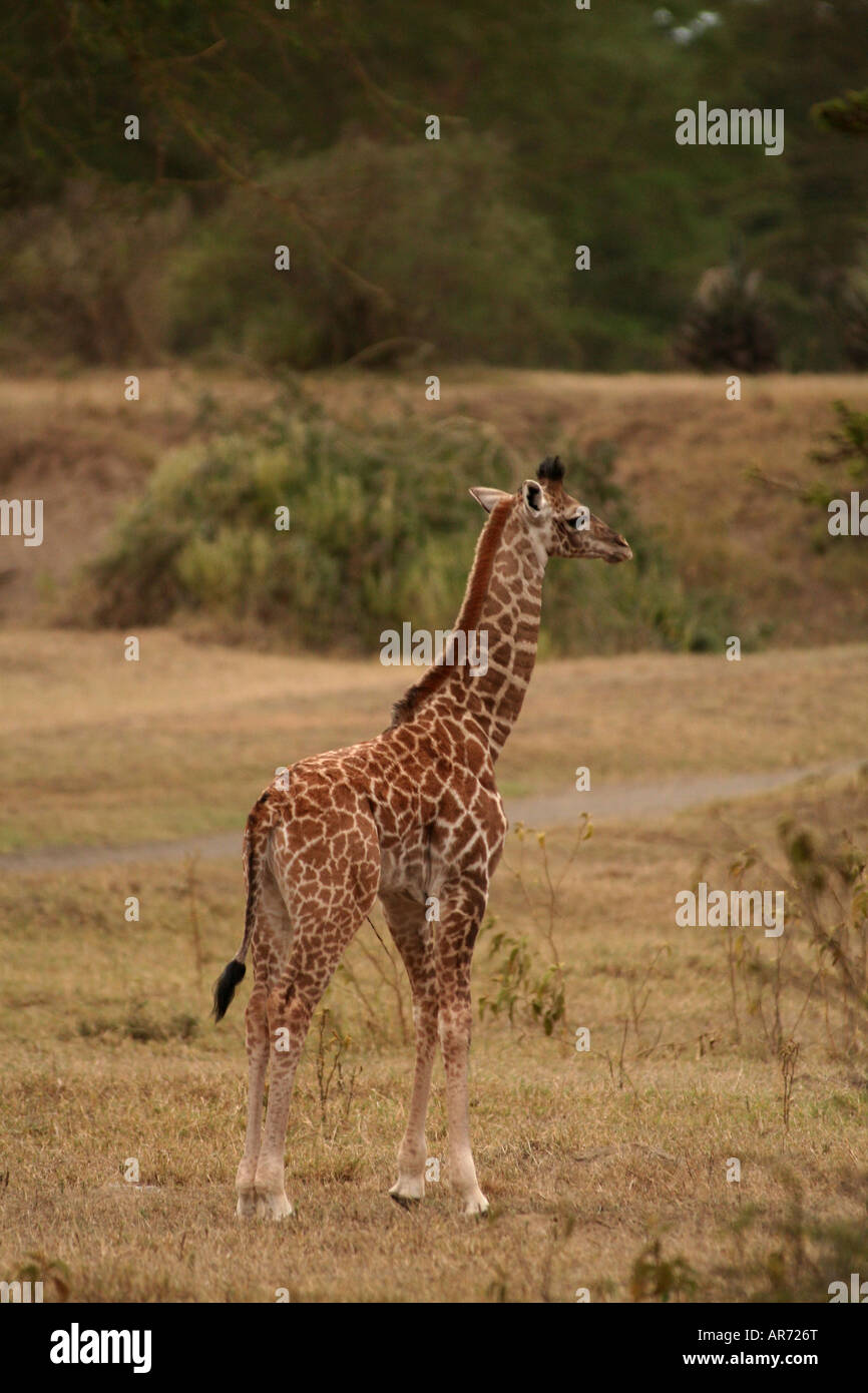 Masai Giraffe puledro Hell s Gate NP Kenya Foto Stock