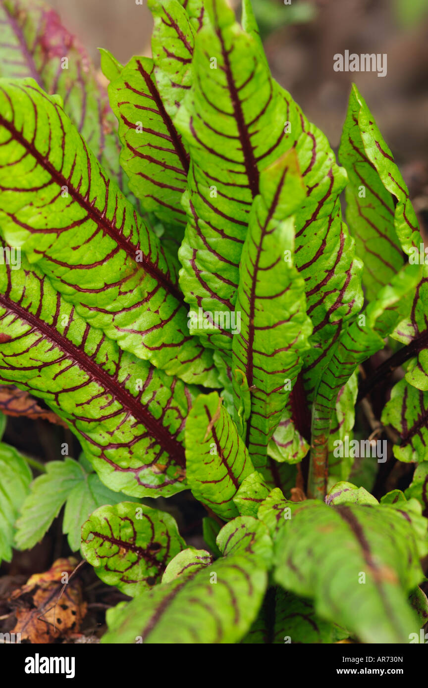 RUMEX SANGUINEUS VAR SANGUINEUS venato rosso dock Foto Stock