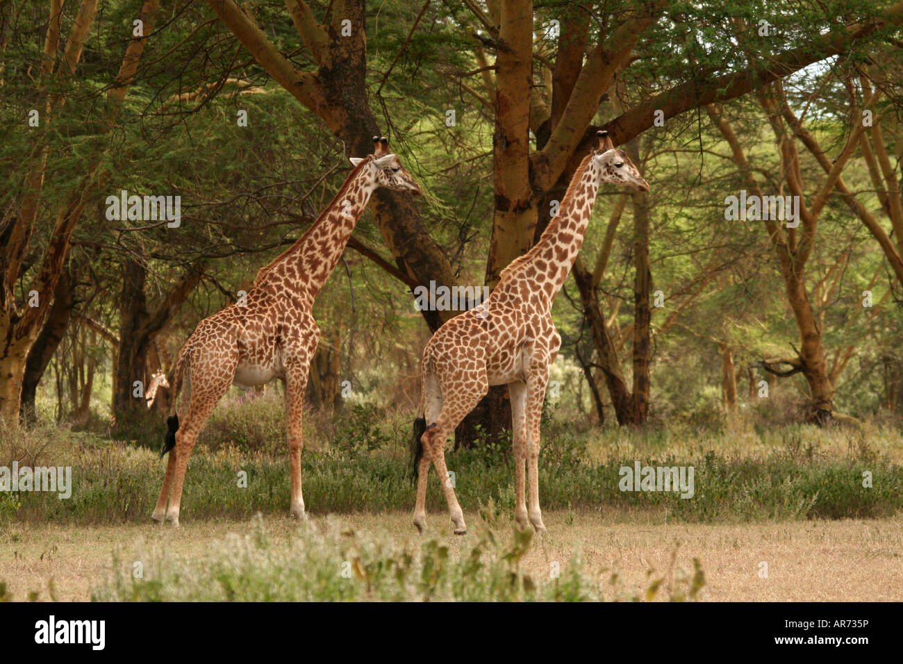 Rothschild s Giraffe Hell s Gate NP Kenya Foto Stock