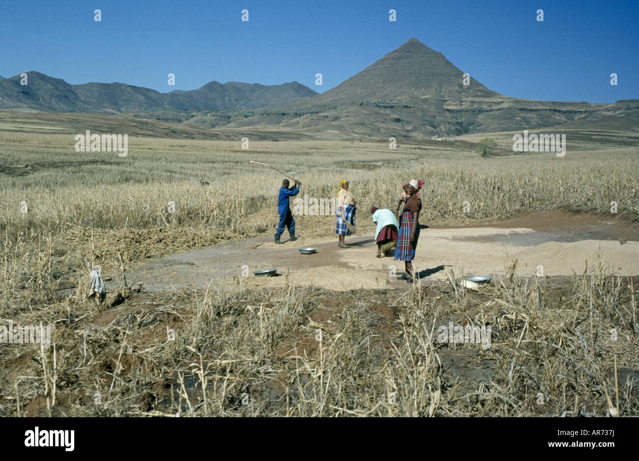 Un gruppo del popolo Basotho raccogliere frumento dal loro piccolo campo remoto in Sud Africa nel Drakensburg Mountains Foto Stock