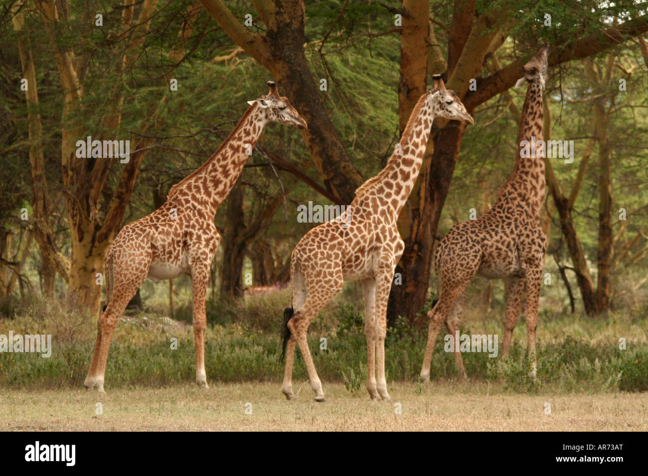 Rothschild s Giraffe Hell s Gate NP Kenya Foto Stock