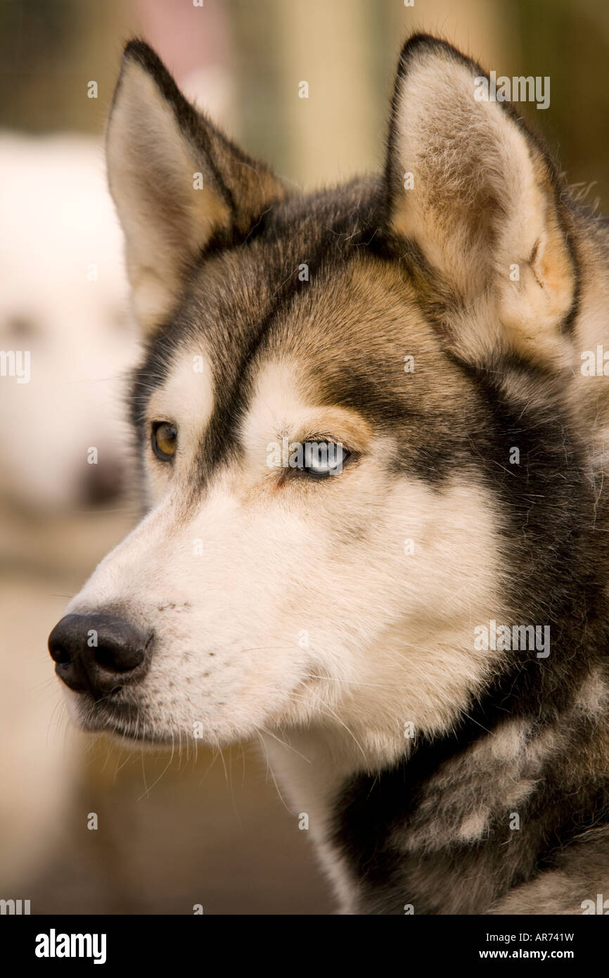 Dog Sport Scozia ritratto di un cane Husky a sled dog racing a Ae Forest Dumfries and Galloway REGNO UNITO Foto Stock