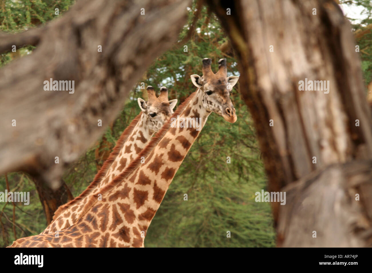 Coppia di Rothschild s Giraffe Hell s Gate NP Kenya Foto Stock