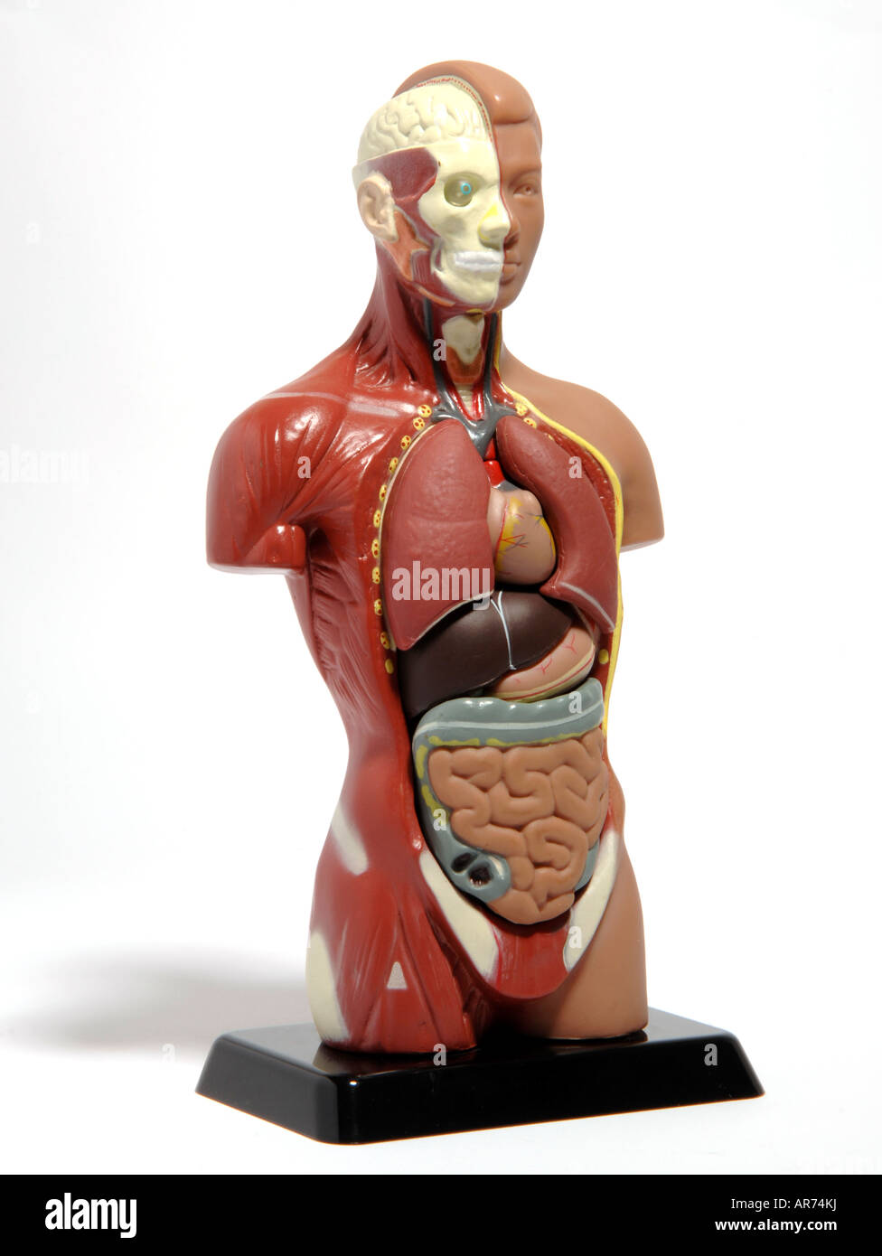 Bambola di anatomia Foto Stock