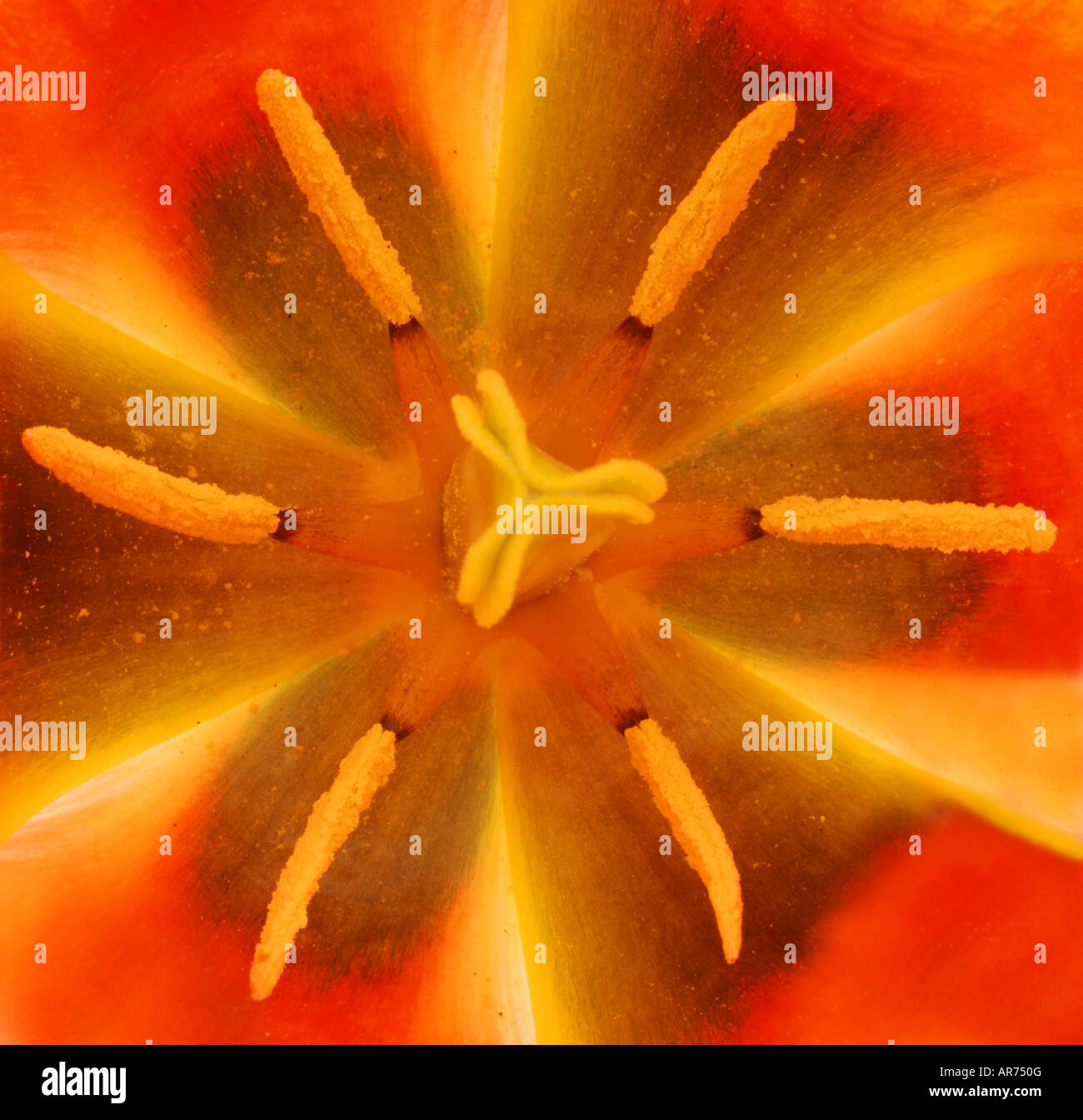 Tulip centro, retroilluminato, a Harrogate flower show Foto Stock