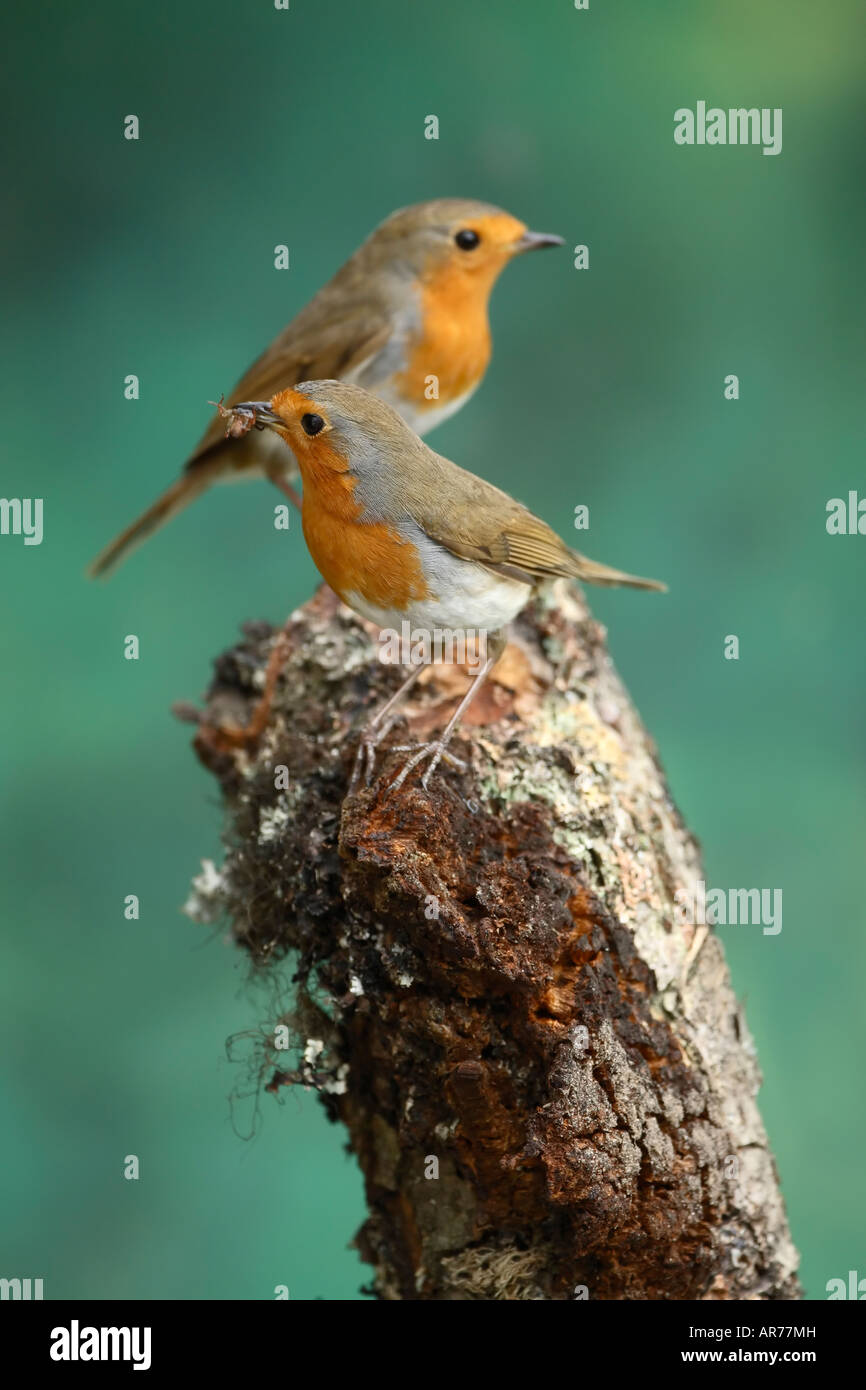 Due robins Erithacus rubecula appollaiato sul ceppo di albero con un ragno nel suo becco Foto Stock