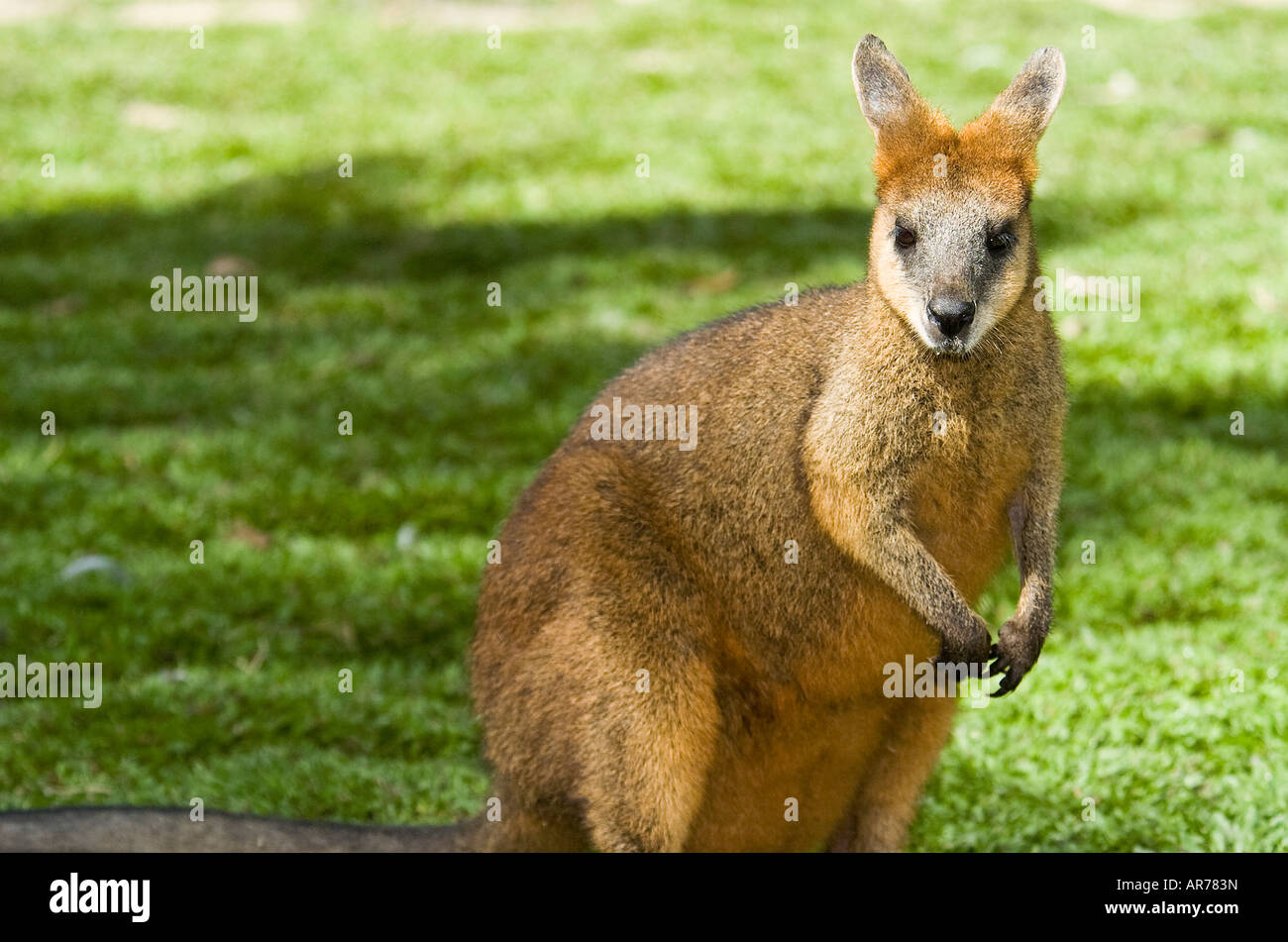 Rufous pademelon panciuto thylogale billardierii red panciuto zampe rosse Foto Stock