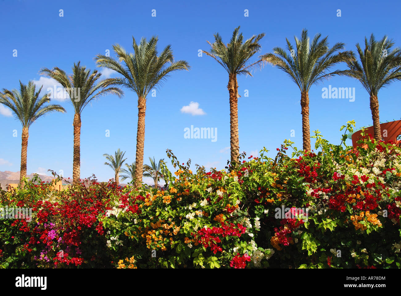 Fiori e palme, Taba Heights, Penisola del Sinai, Repubblica di Egitto Foto Stock