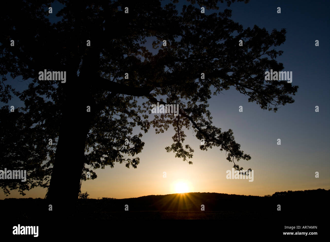 Il sole tramonta dietro una quercia in Grafton, Massachusetts. Woircester County. Foto Stock