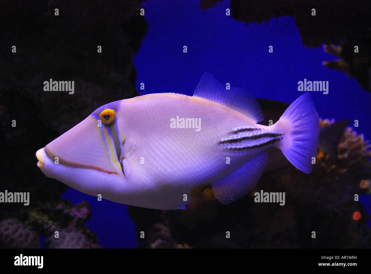 Tropical Parrot Fish, Coral World Underwater Observatory and Aquarium, Eilat, South District, Israele Foto Stock