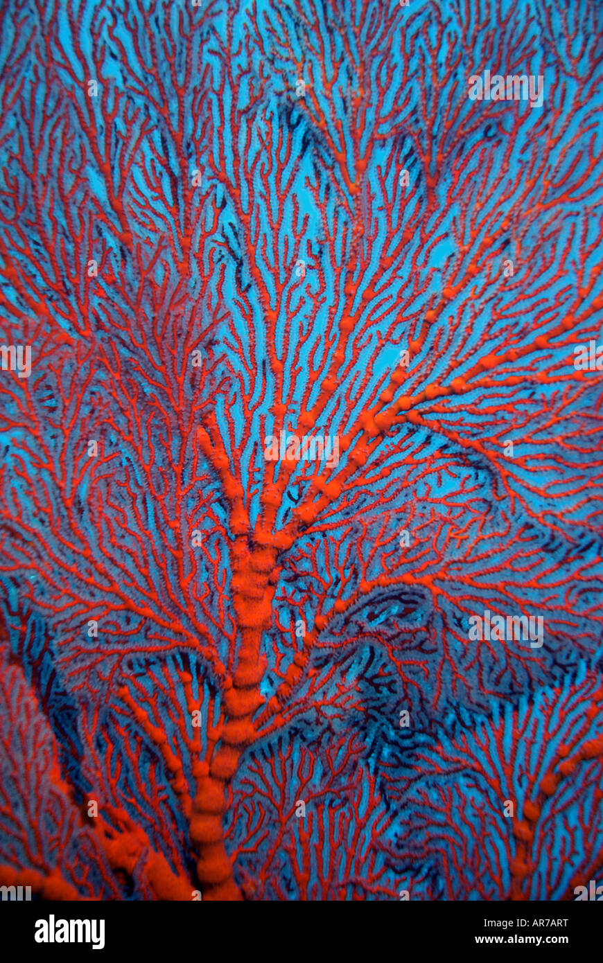 Dettaglio della ventola sul mare struttura gorgonia, Mermaid Reef National Riserva Marina Naturale, Rowley Shoals, Australia occidentale Foto Stock