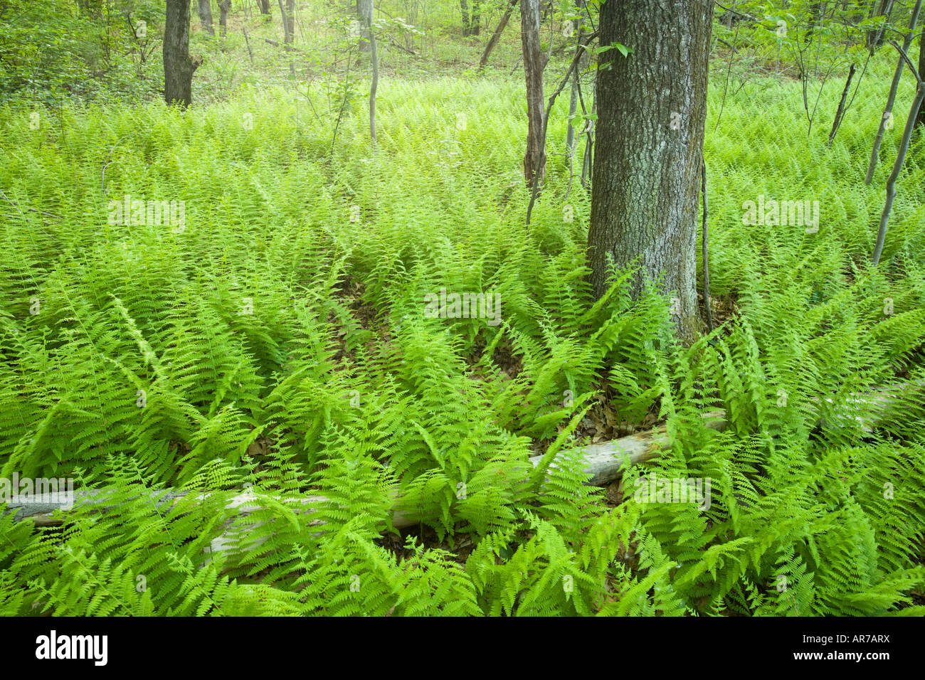 Felci e un sentiero in Grafton, Massachusetts. Hassanamesitt boschi. Worceseter County. Foto Stock