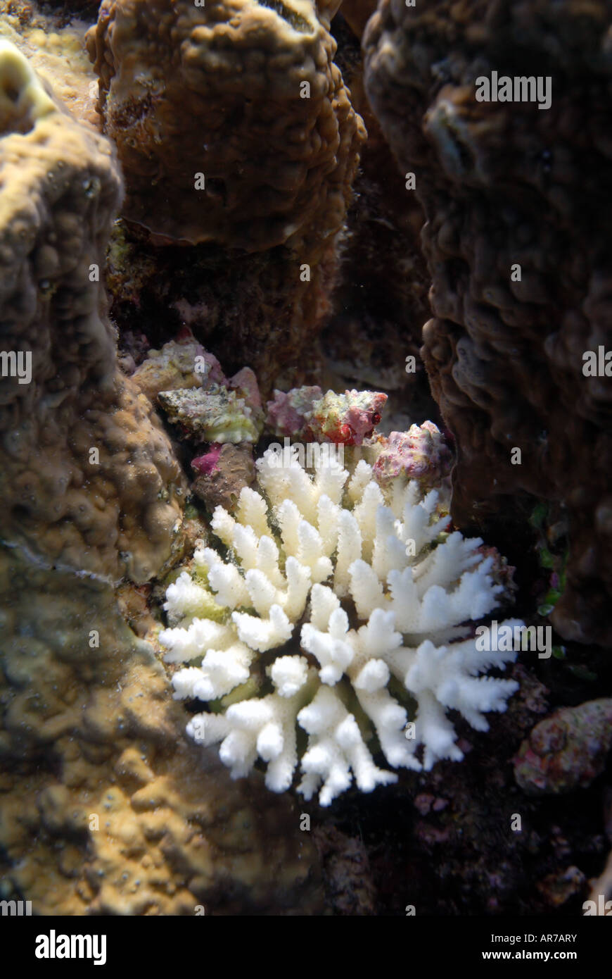 Alimentazione di aggregazione del corallo viola mangiare lumaca (Drupella cornus) accanto al consumo di colonie di corallo bianco (scheletro) Foto Stock