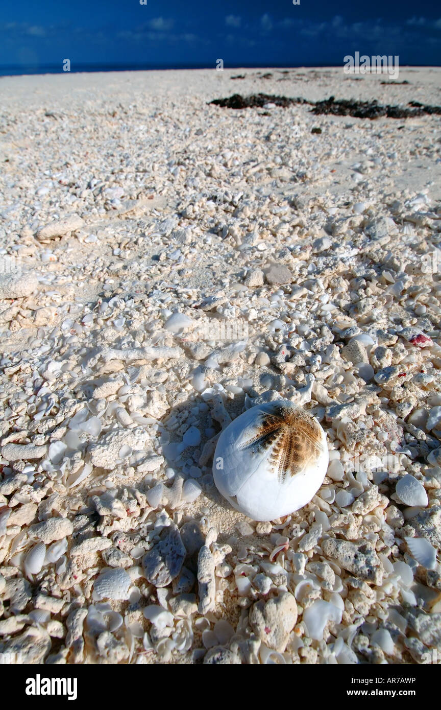 Scheletro (o prova) del cuore urchin su shelly sabbie di Isola Bedwell, Clerke Reef, Rowley Shoals Marine Park, Australia occidentale Foto Stock
