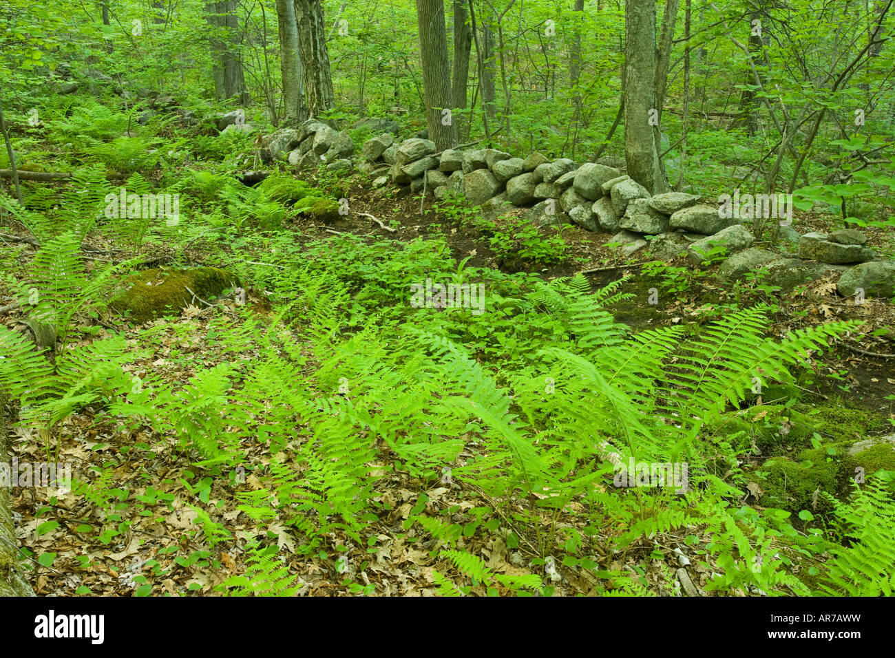 Felci e un muro di pietra in Grafton, Massachusetts. Hassanamesitt boschi. Worceseter County. Foto Stock