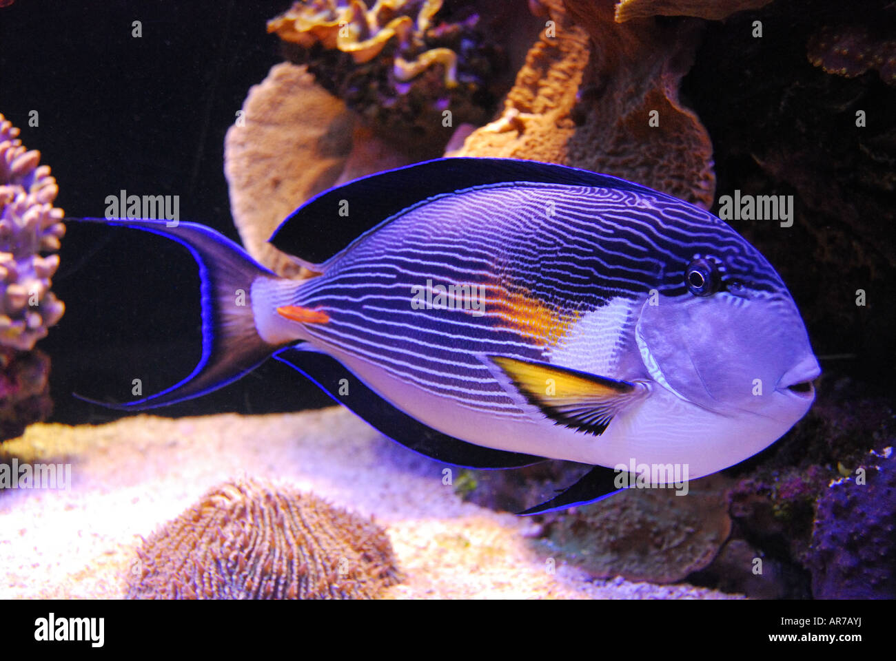 Tropical Blue Parrot Fish, Coral World Underwater Observatory and Aquarium, Eilat, South District, Israele Foto Stock