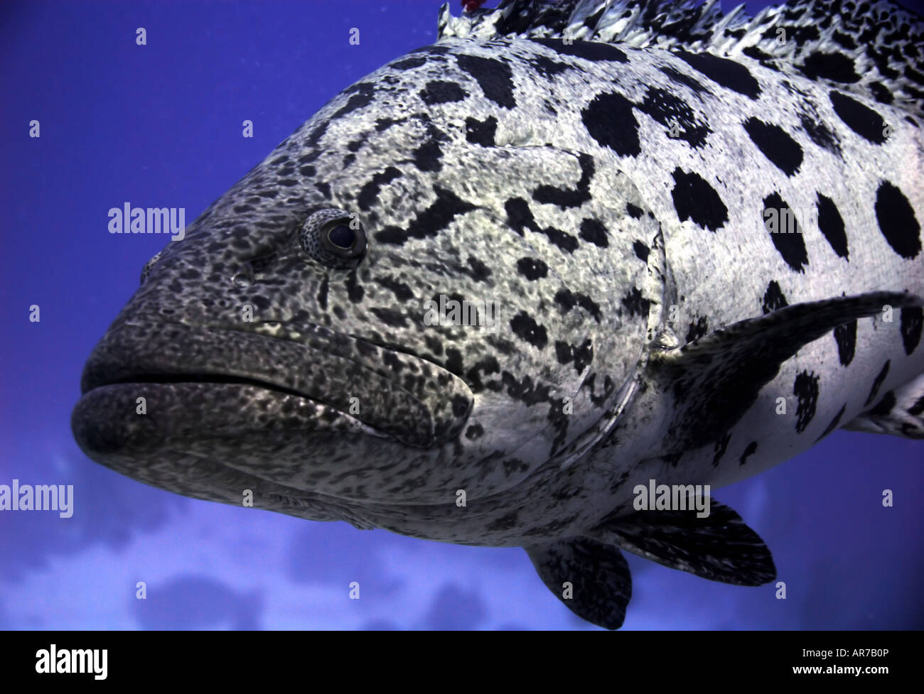 Potato cod (Epinephelus tukula) in corrispondenza del foro di merluzzo, Mermaid Reef National Riserva Marina Naturale, Rowley Shoals, Australia occidentale Foto Stock